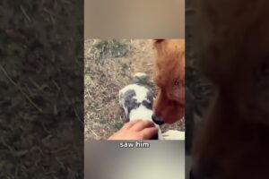 Young Man Rescues Stray Mother Dog and Her Puppies 🥺❤️