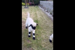 Young Sheep Playing #animallover  #animals #asmr