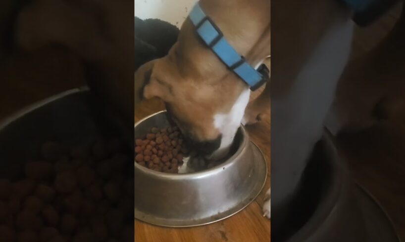 Yummy puppy food 🐶 #cute #puppies #puppy #doggie #doggo #shorts #doglover