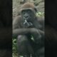 adorable #gorilla #gorillatag #shorts 台北市立動物園 #jabali
