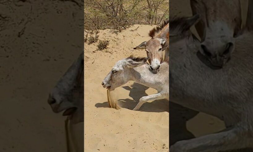 angri big | #donkey #animals #youtubeshorts #shorts #shortsviral