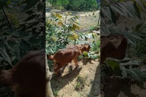 #baby #goat playing eating grass guys enjoy with them #animals