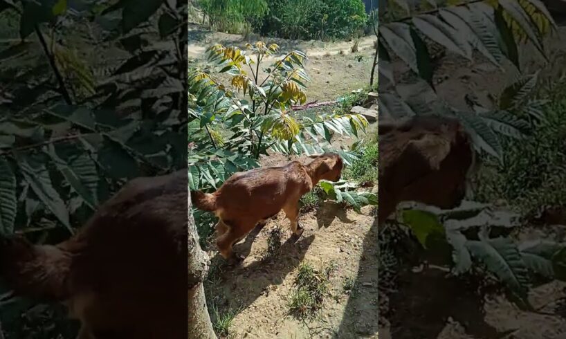 #baby #goat playing eating grass guys enjoy with them #animals