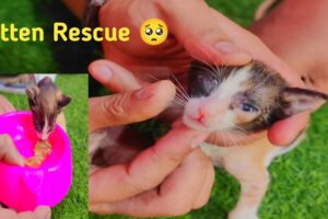 baby kitten rescue | Animals rescue | cat rescue videos 2024 | stray kitten rescue