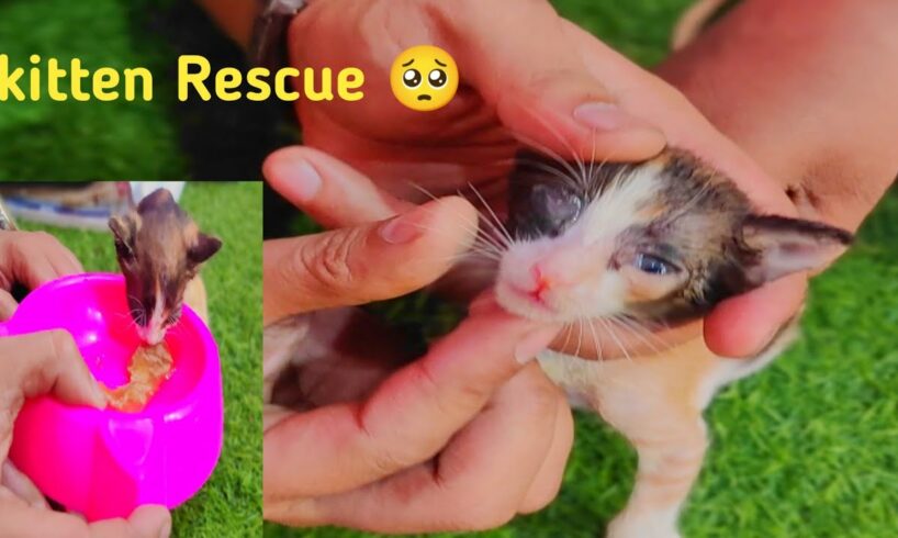 baby kitten rescue | Animals rescue | cat rescue videos 2024 | stray kitten rescue