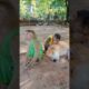 baby monkey playing with dog #shorts  #babyanimal #monkeydluffy #animals