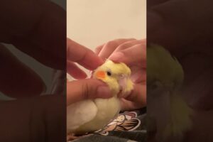 #birdslover😍 #cockatiels😍 #bird😍 #animals😍 #play #good  #time #shortsfeed