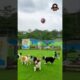 come & play l smart dogs playing in ground #pets #youtubeshorts #animals #dog
