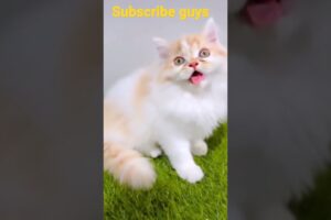 cute kitten meowing 😺 #shorts #short #shortsvideo #viral #meow