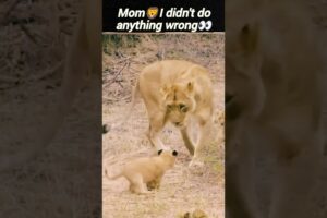cute lion cub🦁 | mother lion playing his cub | lionKing | @DeadlyFoorest | #shorts #animals
