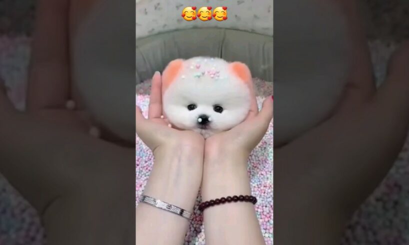 cute lovely funny puppy 🥰 #shorts #puppies