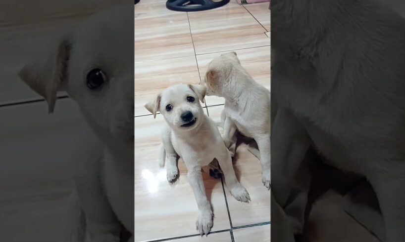 cute puppies #barakofamily #doglover