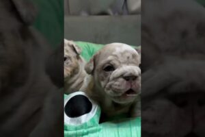 cute puppies crying 😭🐕 #dog #shorts #shortvideo #shortsviral #doglover #cutepuppy #cuteness