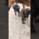 cute puppies #🥰🥰💕#funny #youtube #shortvideos