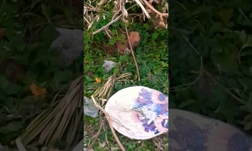 cute puppies #shortsviral #viralvideos #youtubeshorts