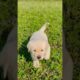 cute puppies white and black #shortvideo