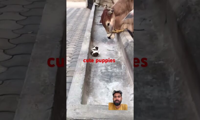 cute puppies#shorts #viral #shortvideo #youtubeshorts #motivation #trending #mumbai #beautiful