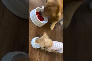 cute puppies#trending#ytshorts#funny#doglover#youtubeshorts