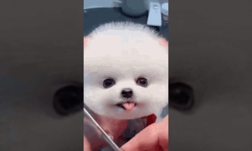cutest puppies ever