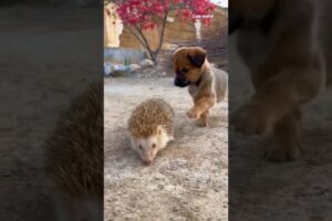 cuteworld/smal dog playing with hedgehog #shorts #animals 😍😄