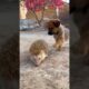 cuteworld/smal dog playing with hedgehog #shorts #animals 😍😄