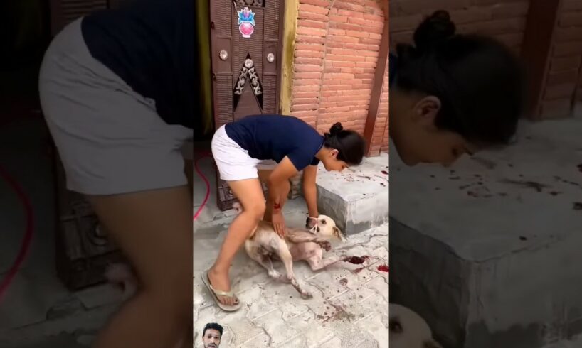 dog rescue | animal rescue #shorts #Animal rescue #Rescue