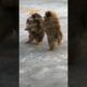 dog video | rate cute puppies #viral #doglover #dog #youtubeshorts #tranding #new #punjabisong
