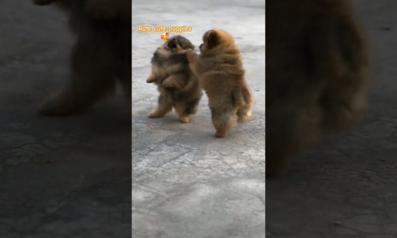 dog video | rate cute puppies #viral #doglover #dog #youtubeshorts #tranding #new #punjabisong