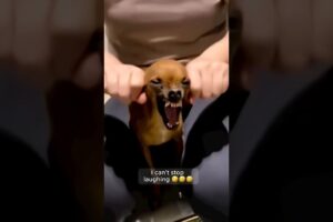 funny animals video #shortvideo #shorts