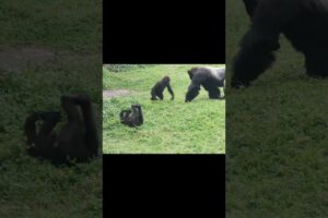 gorilla fun playing #金剛猩猩 #台北市立動物園 #shorts