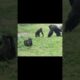 gorilla fun playing #金剛猩猩 #台北市立動物園 #shorts