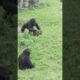 gorilla play with muntjac 😆 #金剛猩猩 #shorts