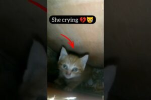 kitten crying and trapped 😥Wait for the End Cat rescue #cat #cats #catvideos #dog #shorts #rescue