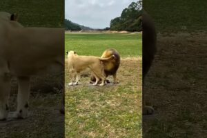 lion attack and wild animal lion fight #shorts