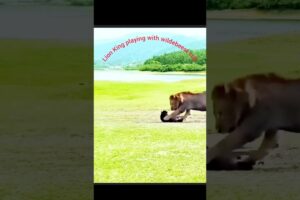 lion playing with wildebeest cub #animals #wildlife #viral #shorts #lion #cube