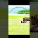 lion playing with wildebeest cub #animals #wildlife #viral #shorts #lion #cube