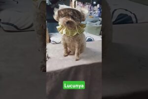 meet cute puppies in taiwan.