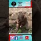 mongoose (नेवला)के बारे में रोचक तथ्य🥶🦨#sorts #viral #facts #animals #trending #ytshort #mongoose