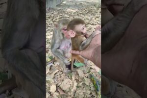 monkey baby is playing with me 🙏🙏 03#animals #monkey #shorts #baby