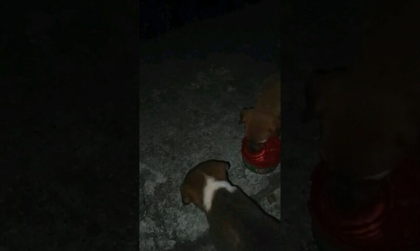 puppies drinking water..#ytshorts #youtubeshorts #trendingshorts #cute #puppies #doglover #dog#love