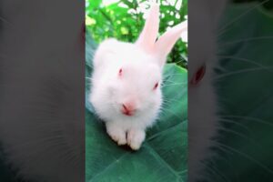 #rabbitcute#rabbit #animals #shors