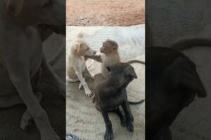 so funny 😂 | my home cutest puppies 😻 | Cute friendship bog and monkey#love#reels#shorts#trending