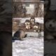 super cute puppies funnyclip#clipvideo