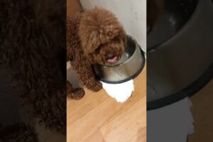time to drink water cute puppies #cute #pets