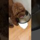 time to drink water cute puppies #cute #pets