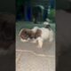 tiny cute puppies #shitzu #ytshorts #shorts #short