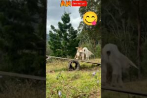 two little baby goats playing  in the field 🥰🥰💞💞#bird #animals #nature #trending #viral #shorts