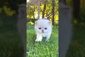 wow 🙀 so cute kitten 🐈🐾 #shorts