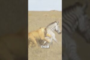 zebra fights 3 lions   #lion#zebra#viral#shorts