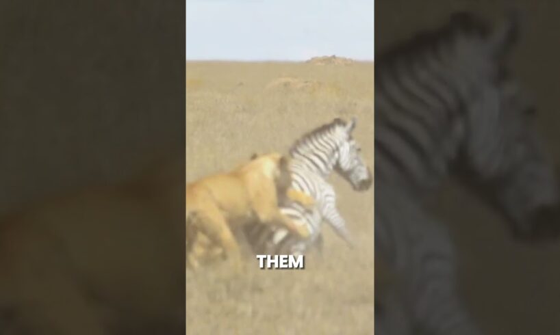 zebra fights 3 lions #lion#zebra#viral#shorts
